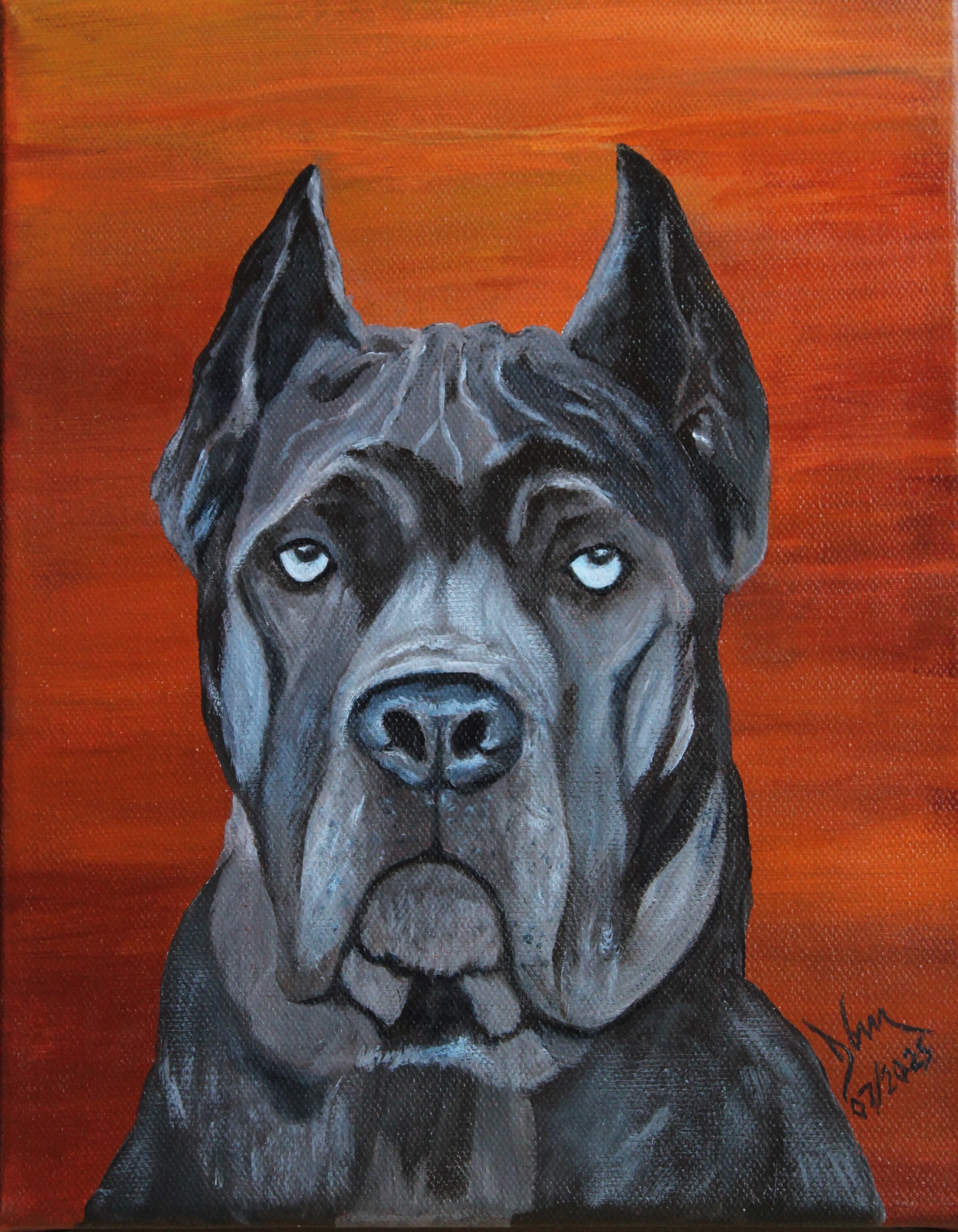 Cane Corso Portrait